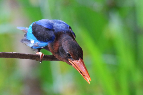 Indigo-banded kingfisher