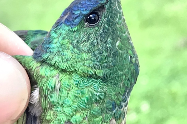 Indigo-capped Hummingbird