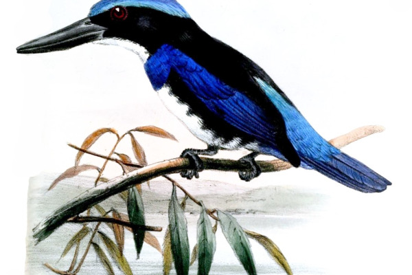 Indigo-capped Kingfisher