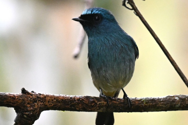 Indigo Flycatcher