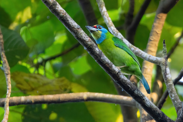 Indochinese Barbet