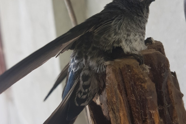 Indochinese Swiftlet