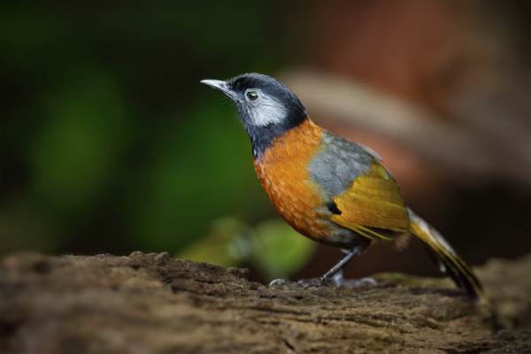 Indochinese Wren-Babbler