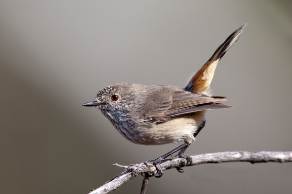 Inland Thornbill