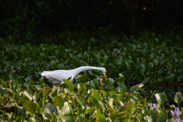 Intermediate Egret
