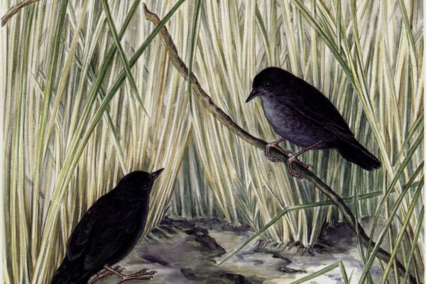Iraí Tapaculo