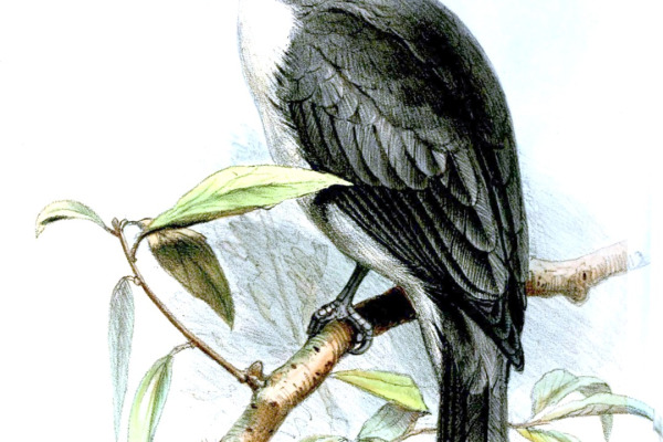 Iraq Babbler