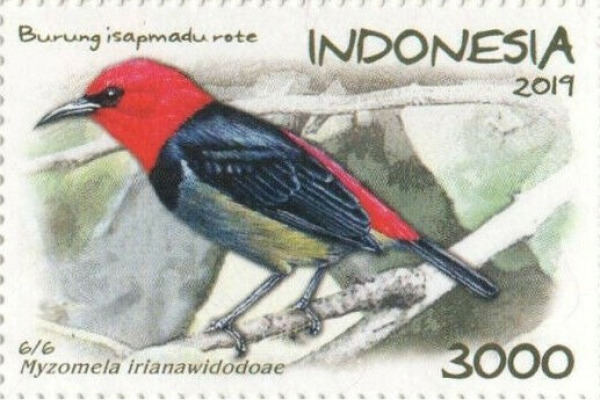 Irianawidodo's Myzomela