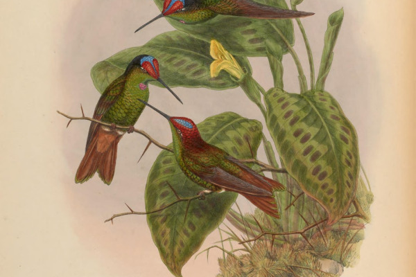 Iris Thorntail