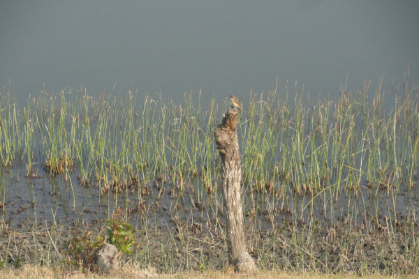 Isabelline Shrike