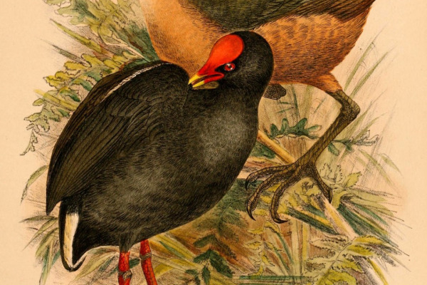Isabelline waterhen