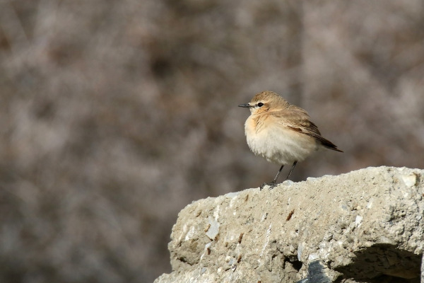 Isabelline Wheatear