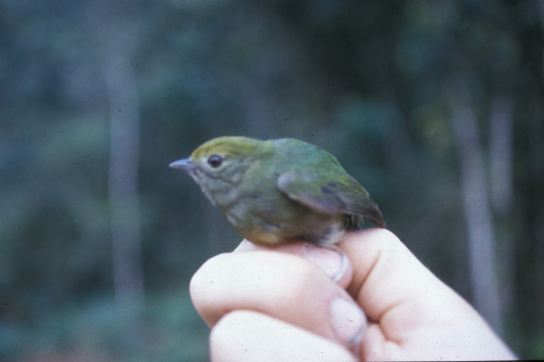 Isidore's Firetail