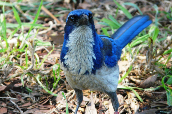Island Scrub-Jay