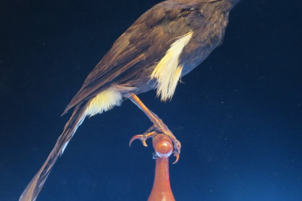 ʻŌʻō