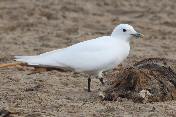 Ivory Gull