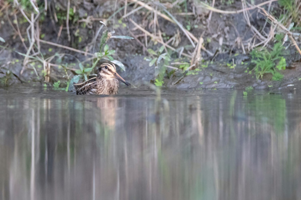 Jack Snipe