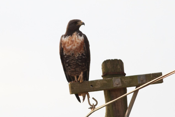 Jackal Buzzard
