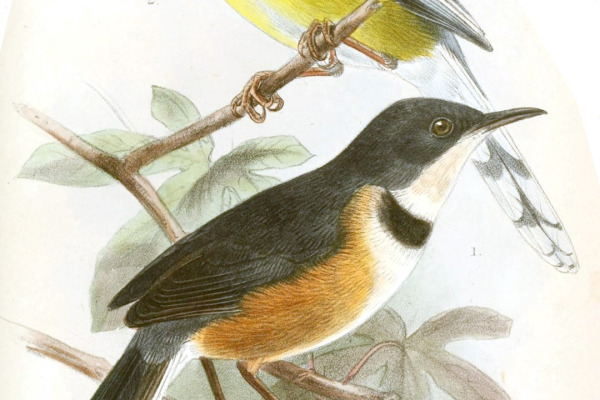 Jackson's Apalis