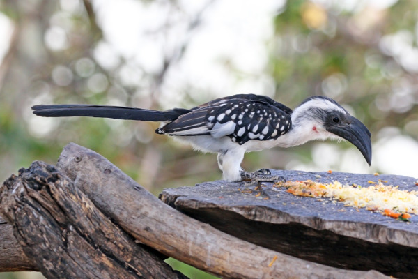 Jackson's Hornbill