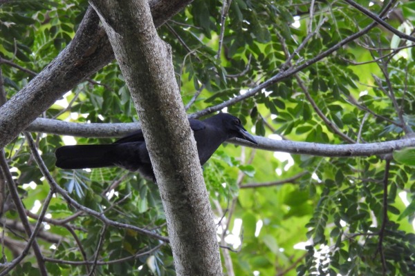 Jamaican Crow