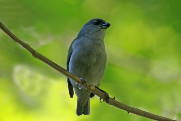 Jamaican Euphonia