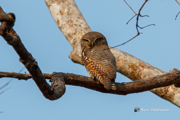 Jamaican Owl