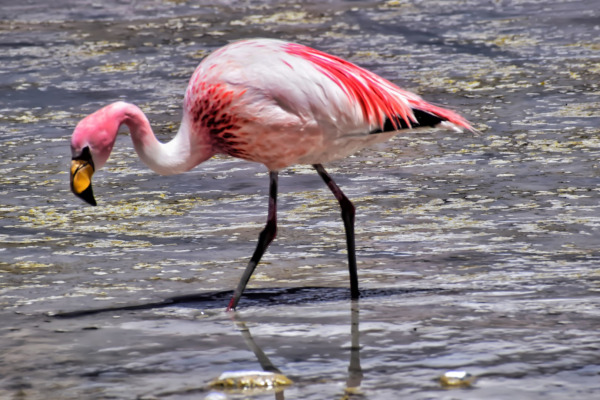 James's Flamingo