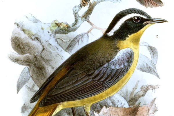 Jameson's Antpecker