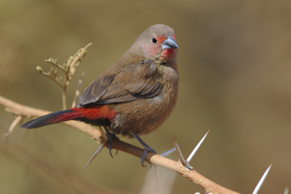 Jameson's Firefinch