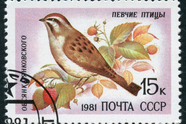 Jankowski's Bunting
