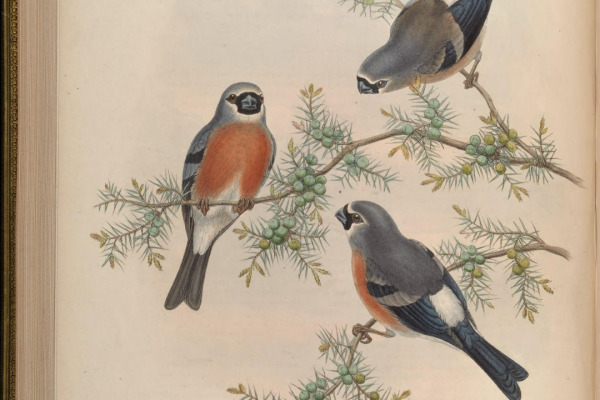Japanese Bullfinch