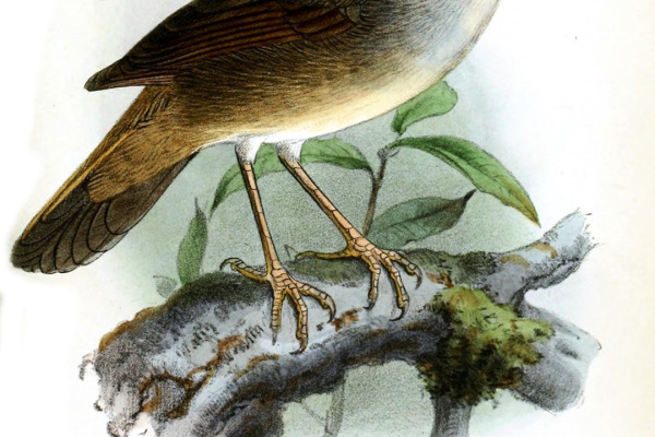 Japanese Bush Warbler