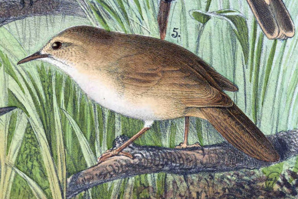 Japanese Bush Warbler