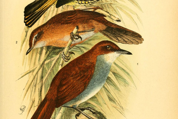 Japanese Bush Warbler