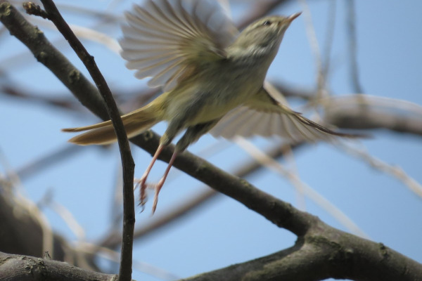 Japanese Bush Warbler