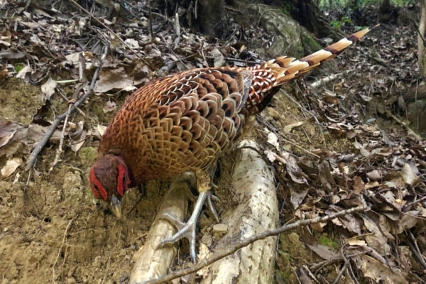 Japanese Green Pheasant