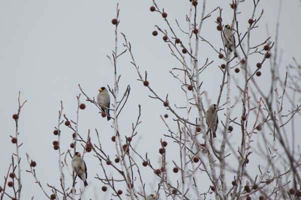 Japanese Grosbeak