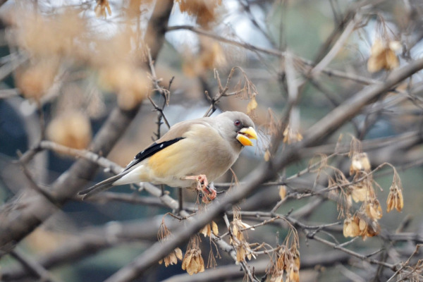 Japanese Grosbeak