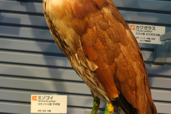 Japanese Night Heron