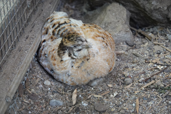 Japanese Quail