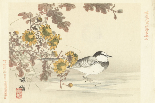 Japanese Wagtail
