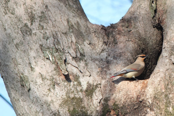 Japanese Waxwing