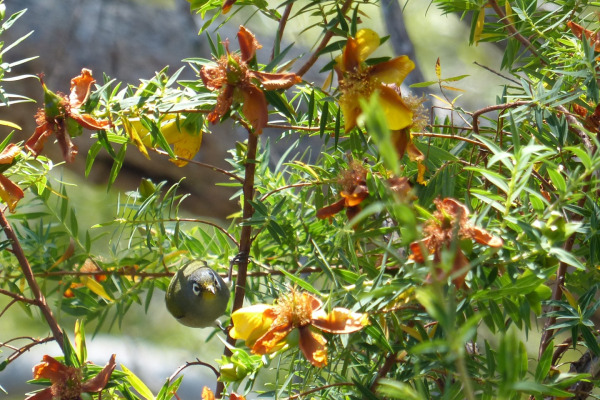 Japanese White-eye
