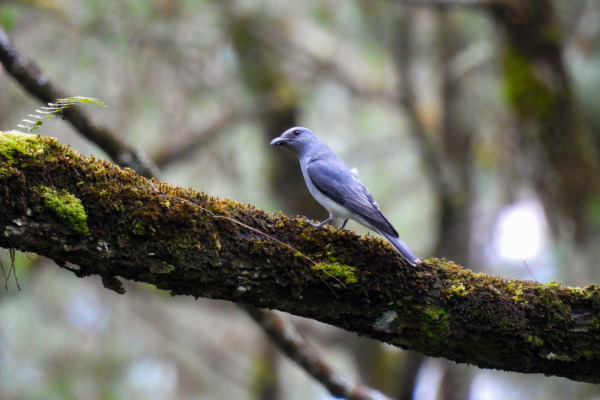 Javan Cuckooshrike