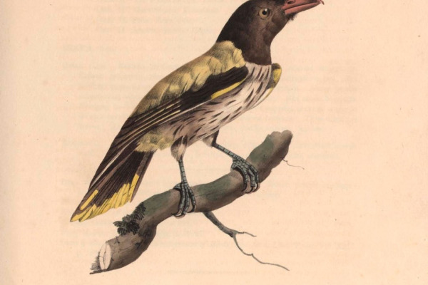 Javan Figbird