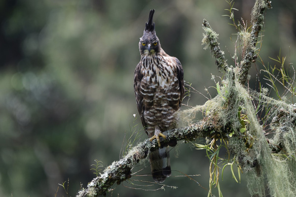 Javan hawk-eagle