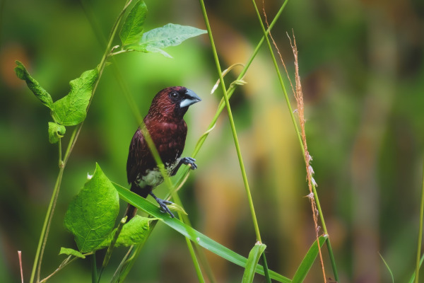 Javan Munia
