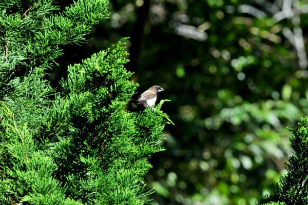 Javan Munia