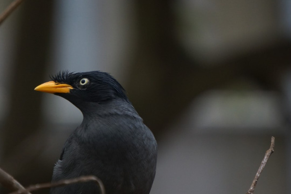 Javan Myna